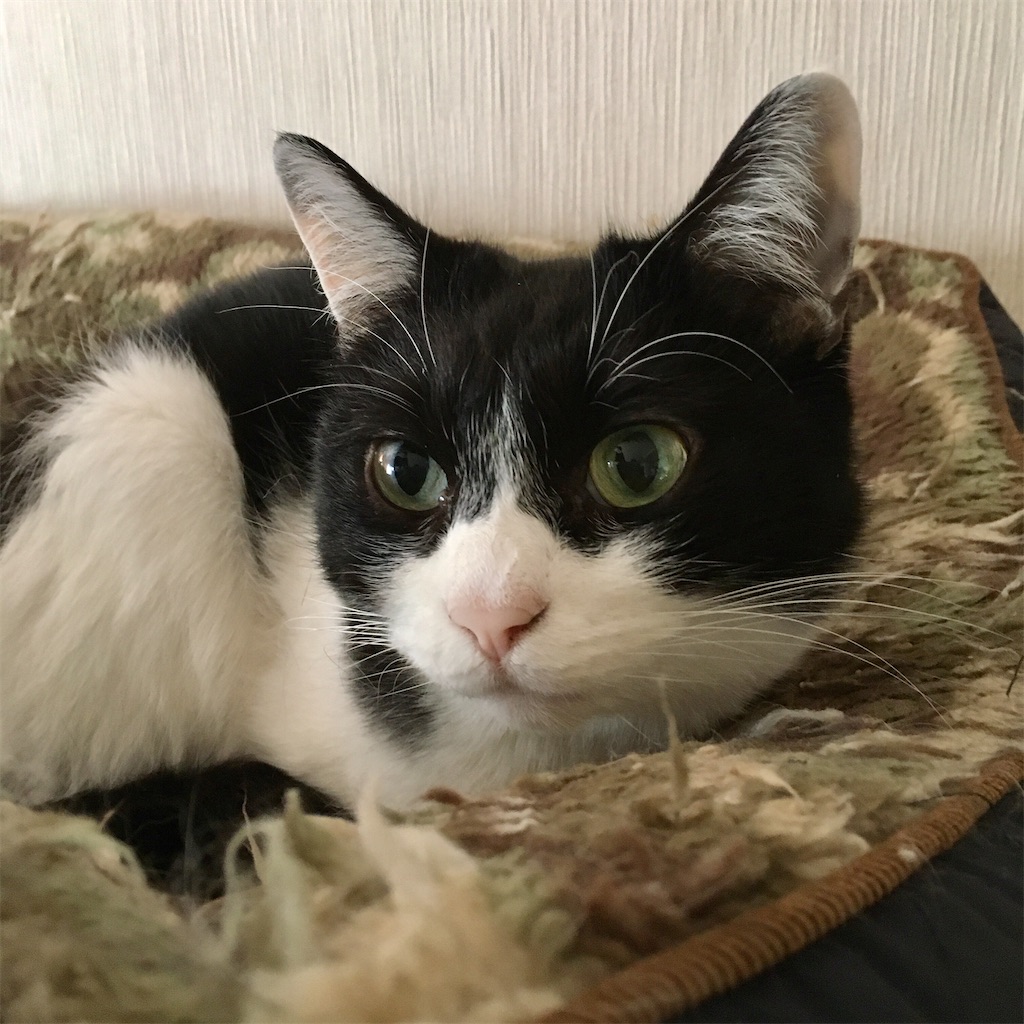 f:id:munazouchan48:20210513152549j:image