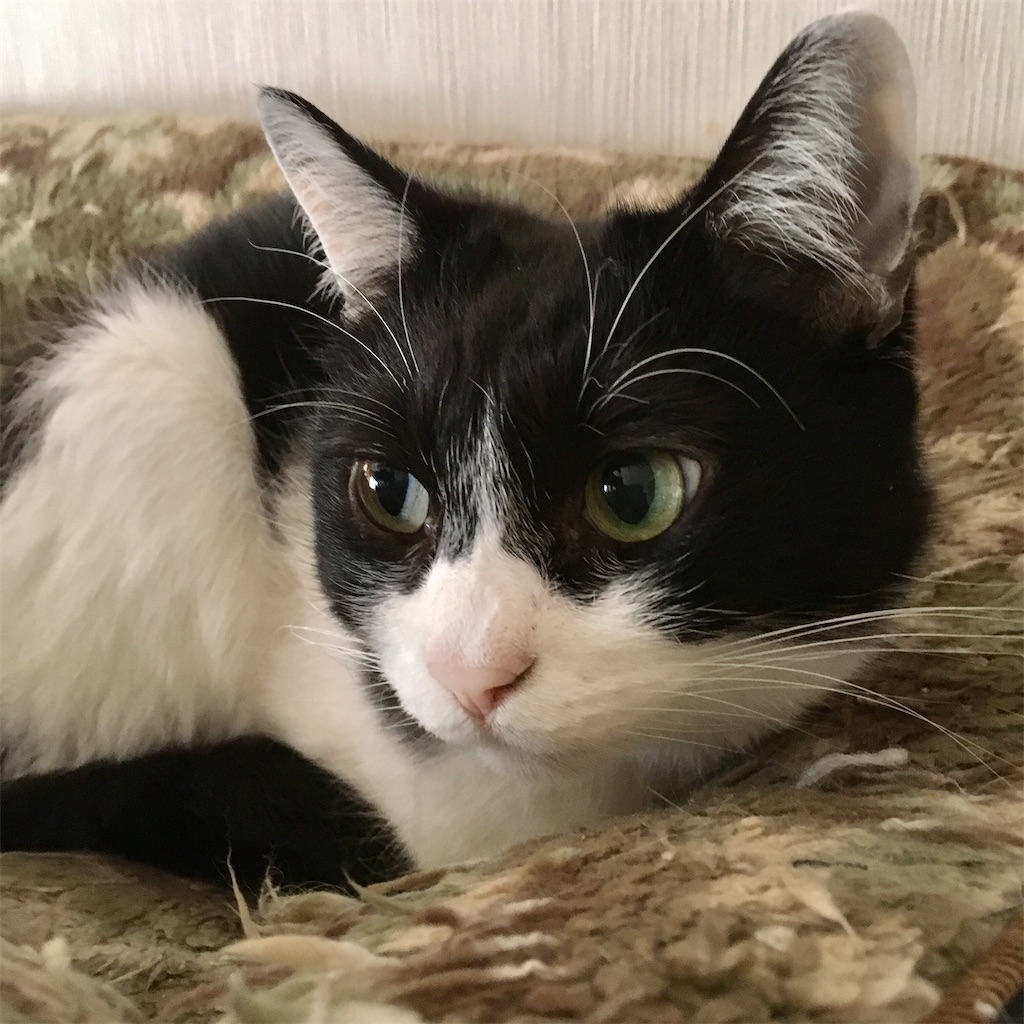 f:id:munazouchan48:20210513152622j:image