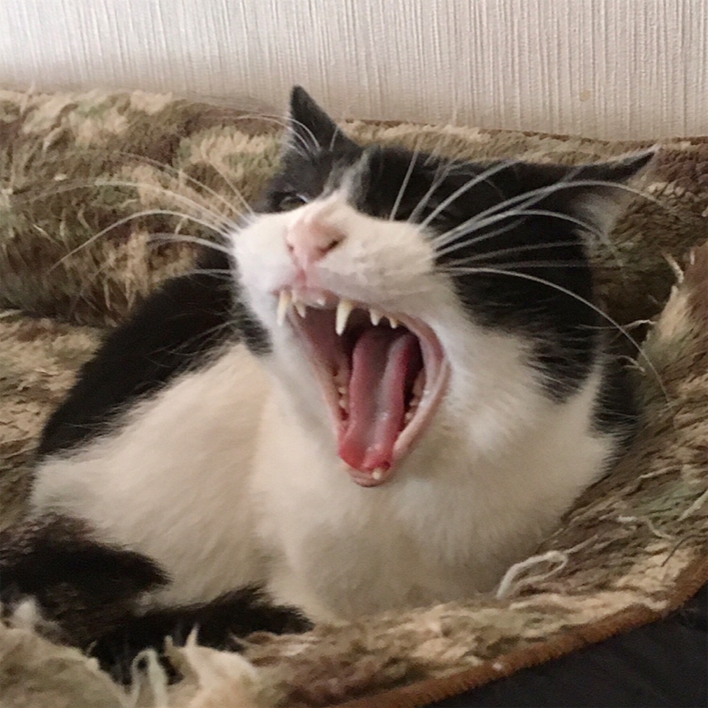 f:id:munazouchan48:20210513153214j:image