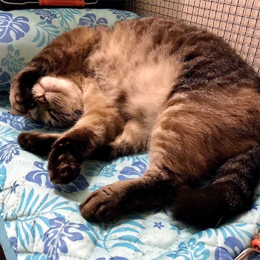 f:id:munazouchan48:20210618084005j:image f:id:munazouchan48:20210618084005j:image