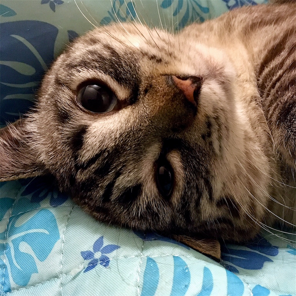 f:id:munazouchan48:20210618084023j:image f:id:munazouchan48:20210618084023j:image