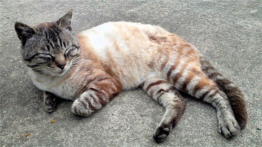 f:id:munazouchan48:20210703160132j:image