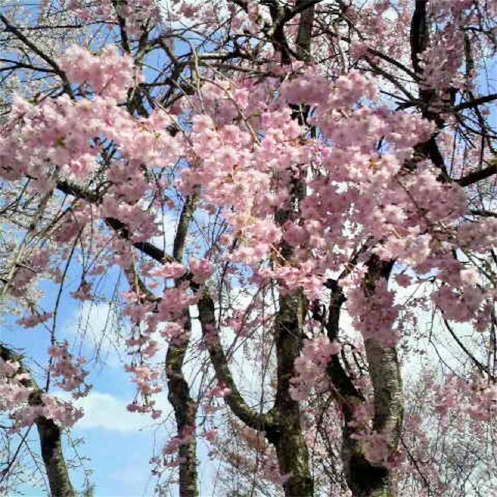 f:id:munazouchan48:20210703165934j:image