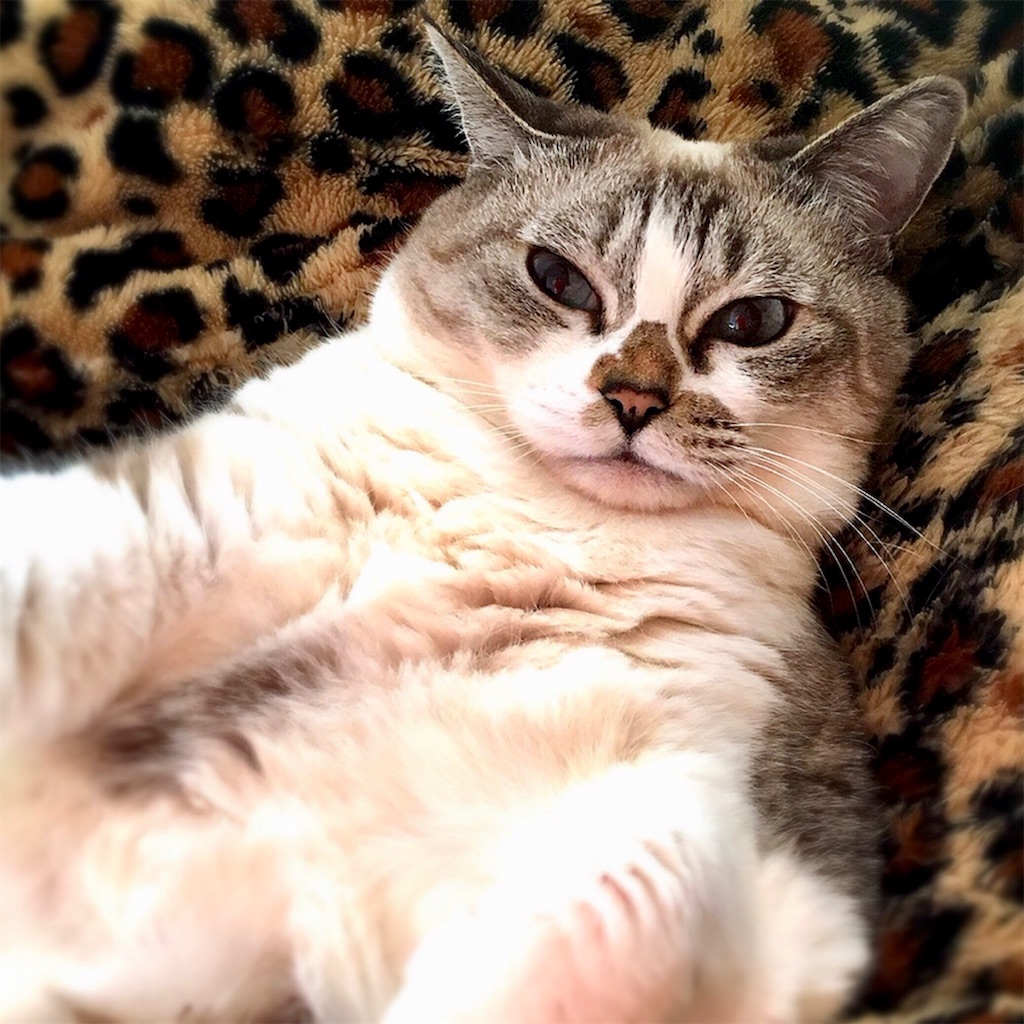 f:id:munazouchan48:20210711082030j:image f:id:munazouchan48:20210711082030j:image