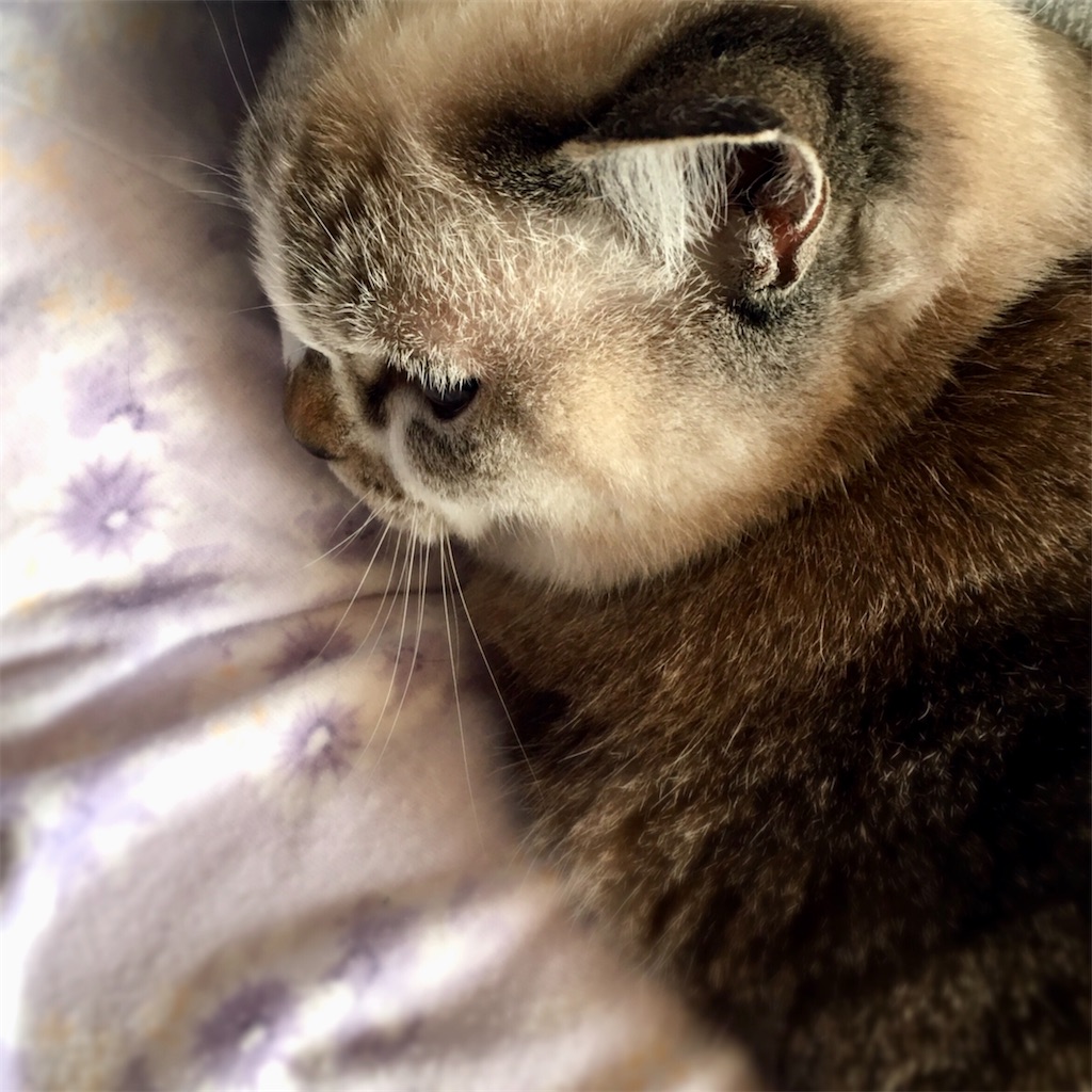 f:id:munazouchan48:20210801173514j:image