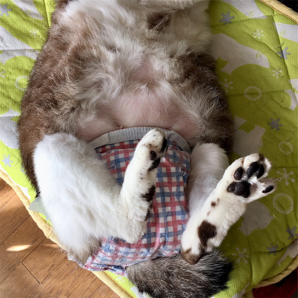 f:id:munazouchan48:20210801174025j:image