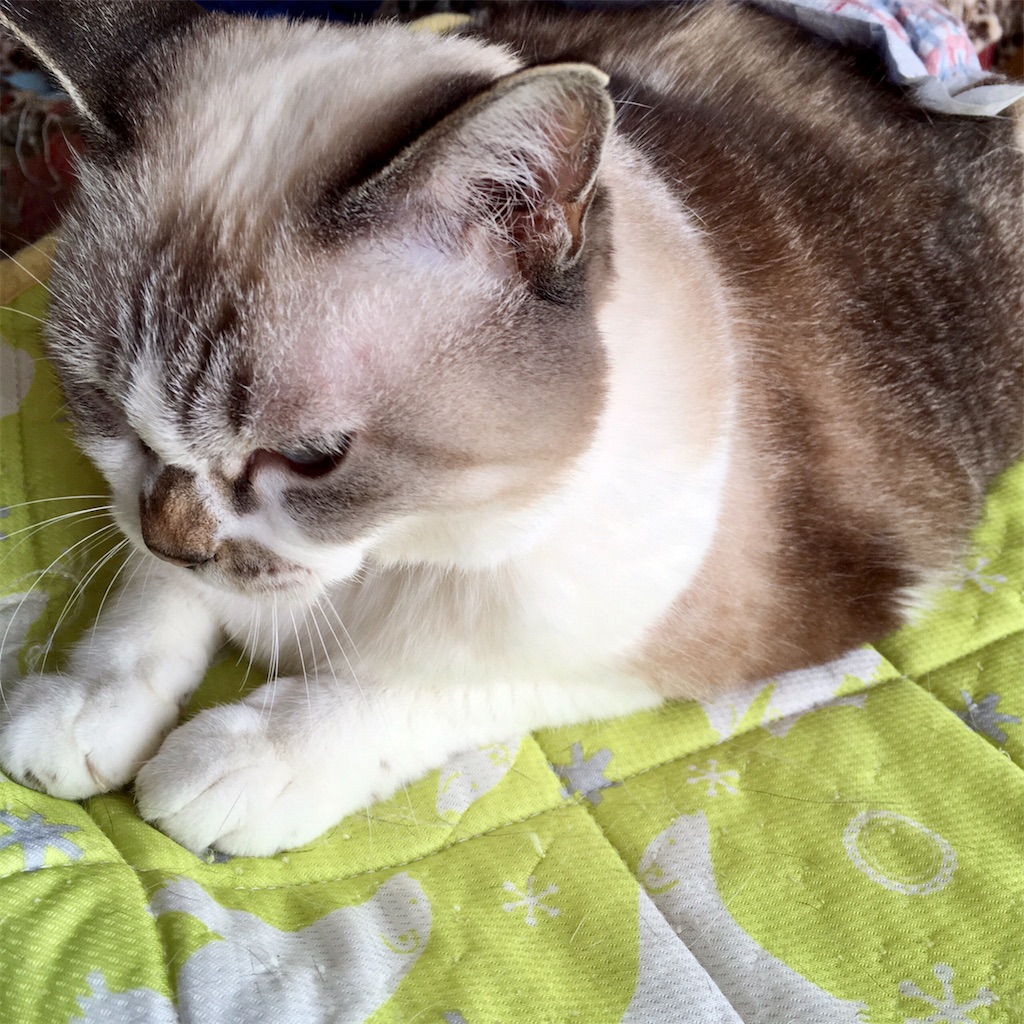 f:id:munazouchan48:20210801174121j:image