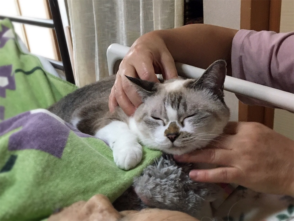 f:id:munazouchan48:20210901010234j:image