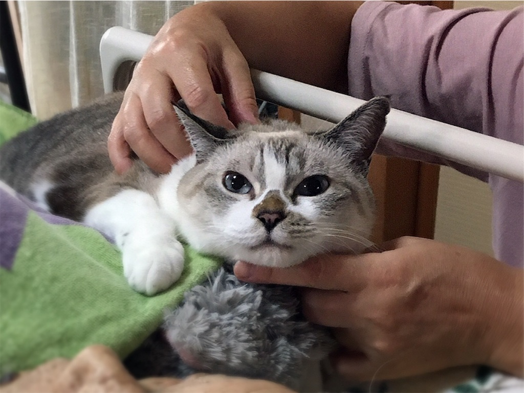 f:id:munazouchan48:20210901010237j:image