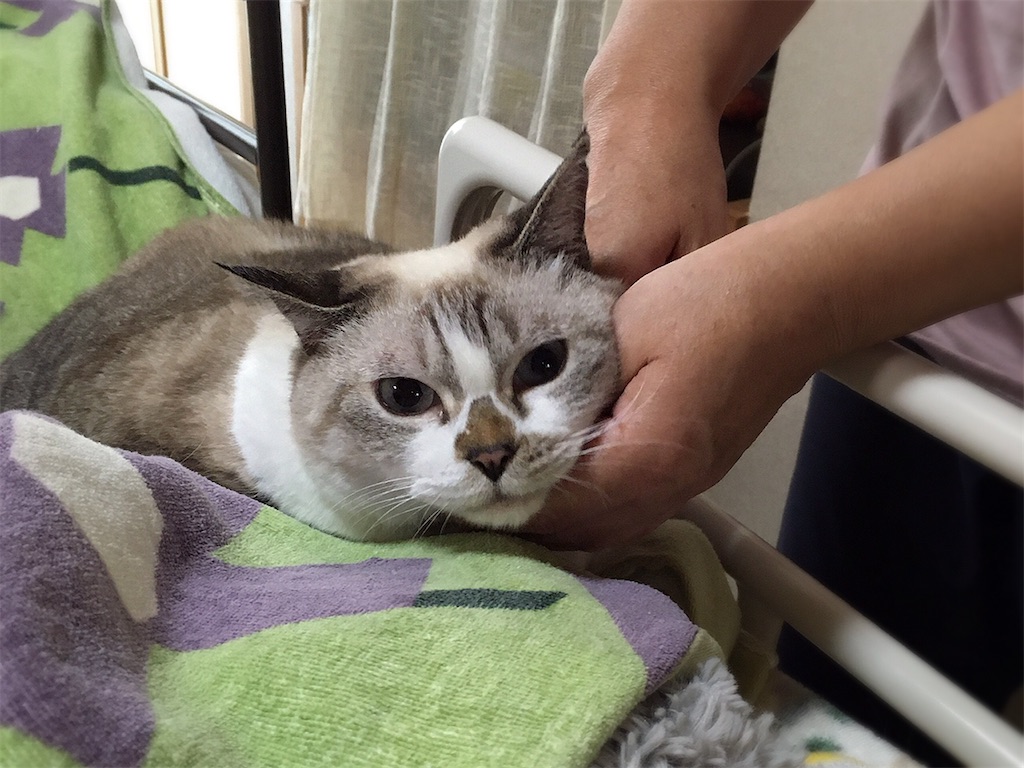 f:id:munazouchan48:20210901010257j:image