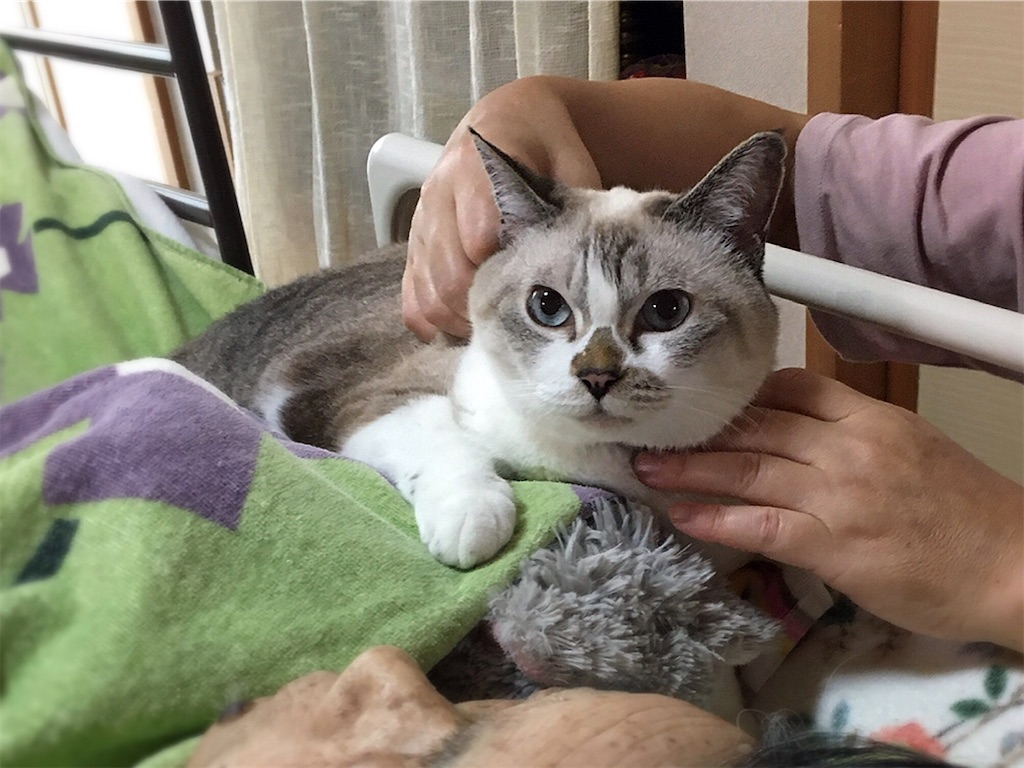 f:id:munazouchan48:20210901010310j:image