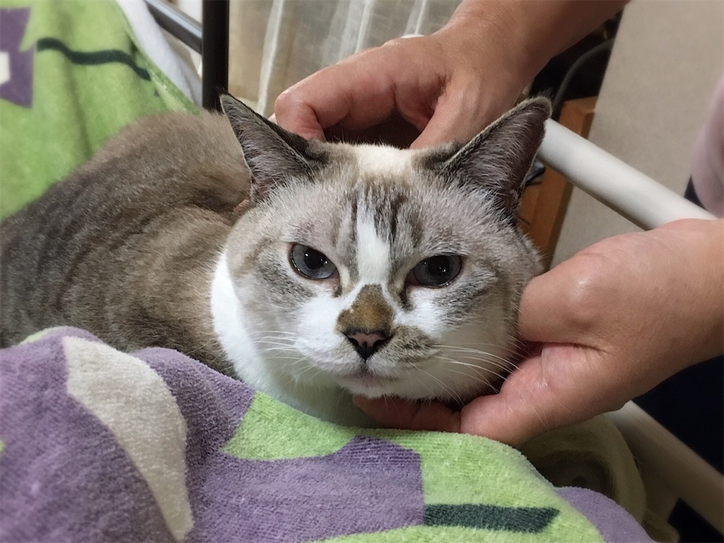 f:id:munazouchan48:20210901154917j:image