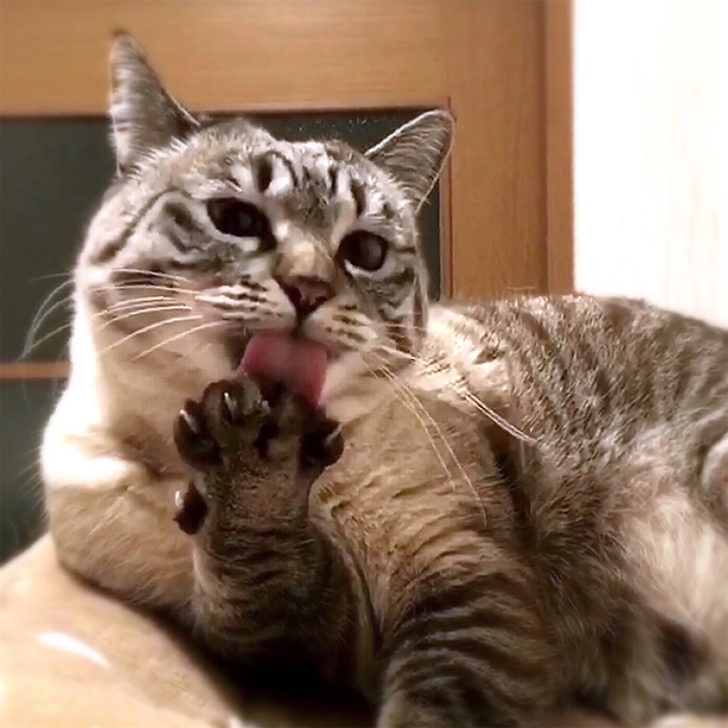 f:id:munazouchan48:20210903102418j:image