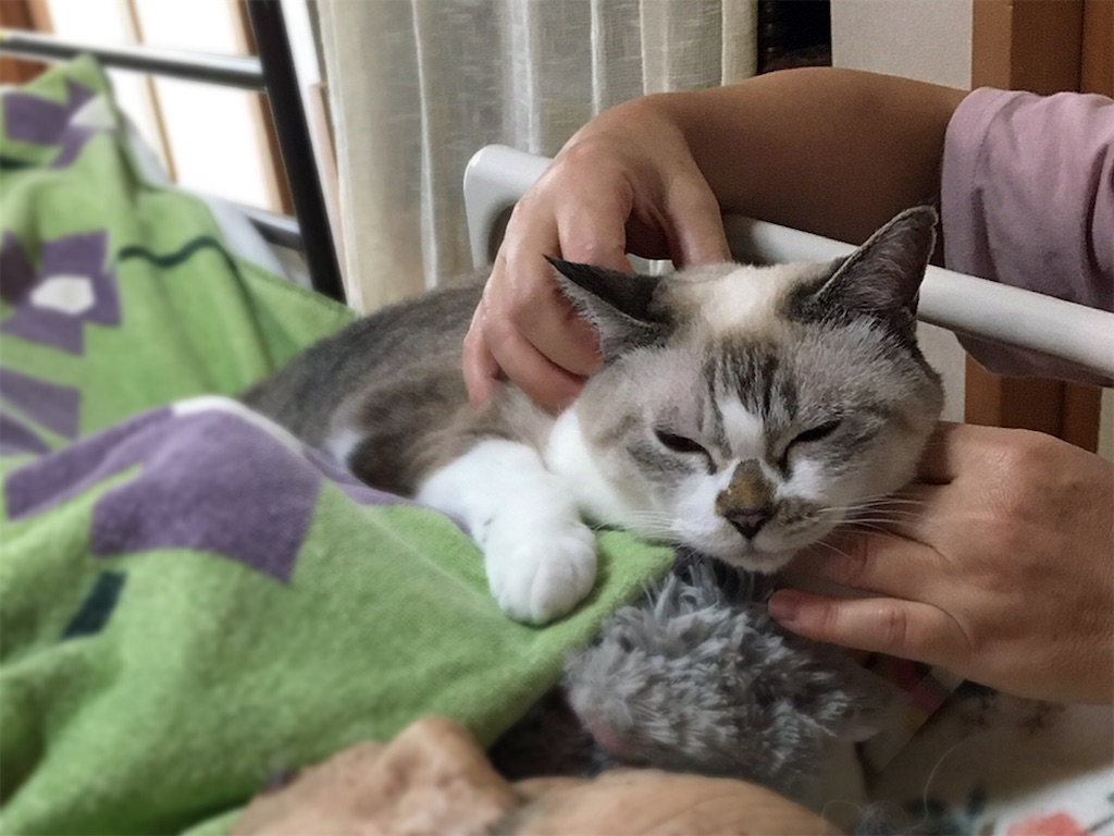 f:id:munazouchan48:20210905123931j:image