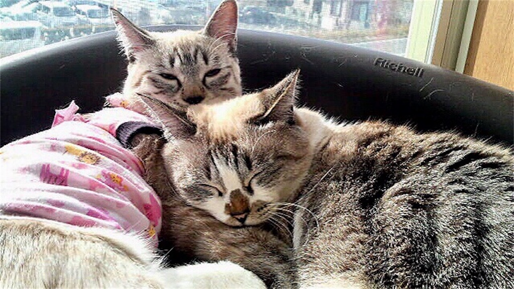 f:id:munazouchan48:20220115133209j:image