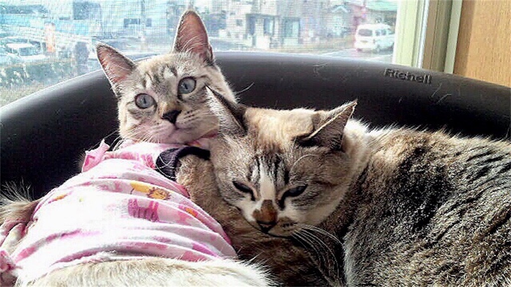 f:id:munazouchan48:20220115133237j:image