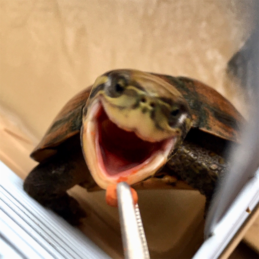 f:id:munazouchan48:20221009182059j:image