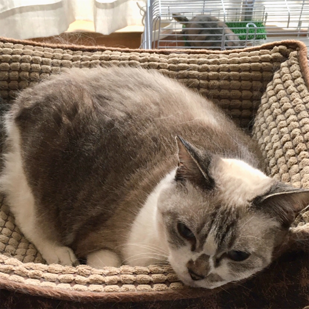 f:id:munazouchan48:20221009182546j:image