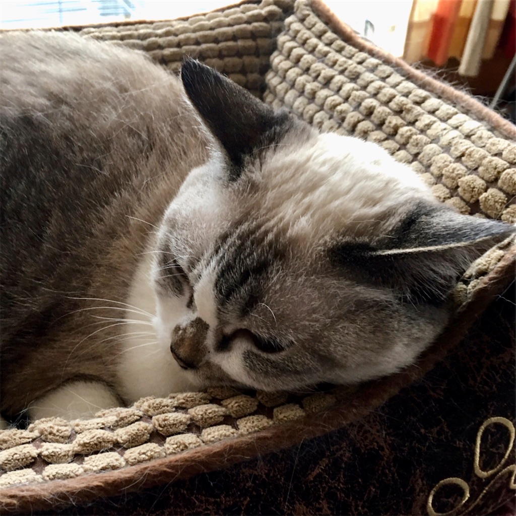 f:id:munazouchan48:20221009182558j:image