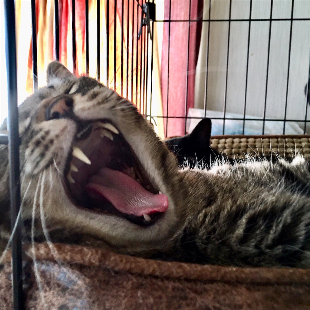 f:id:munazouchan48:20221009185032j:image