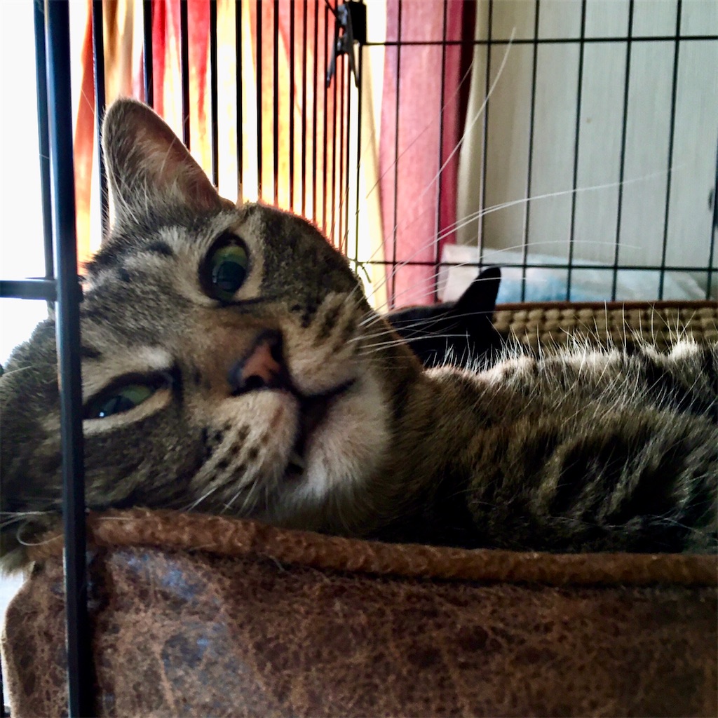 f:id:munazouchan48:20221009185142j:image