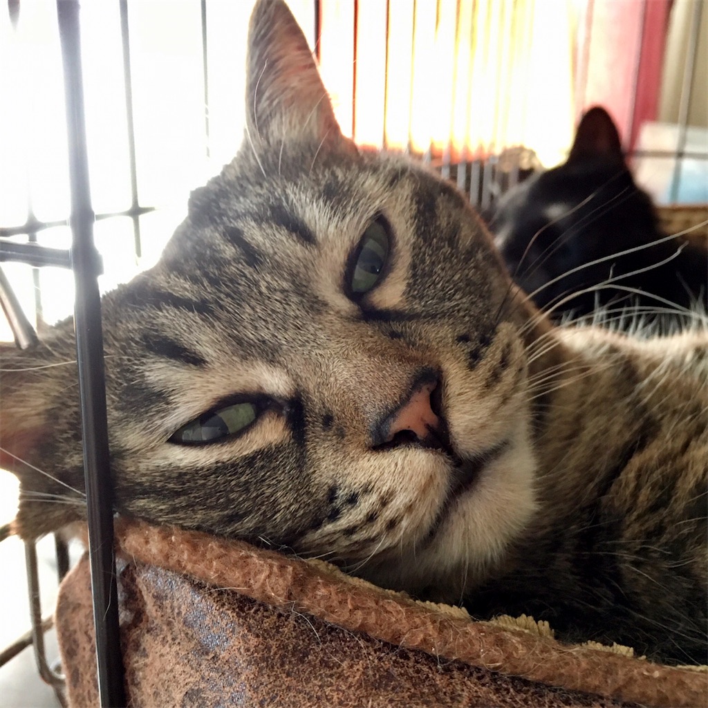 f:id:munazouchan48:20221009185217j:image