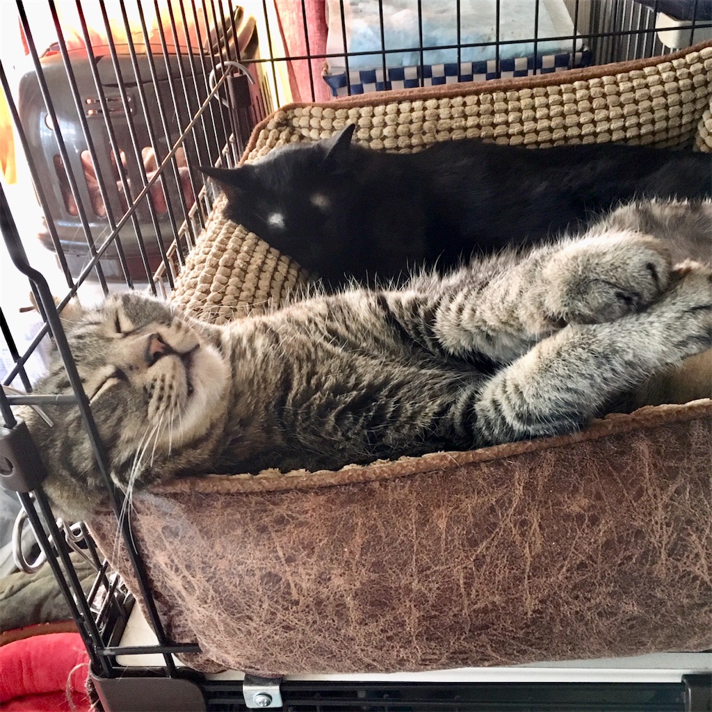 f:id:munazouchan48:20221009185849j:image