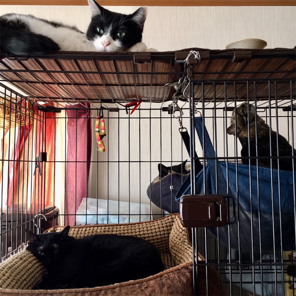 f:id:munazouchan48:20221009185946j:image