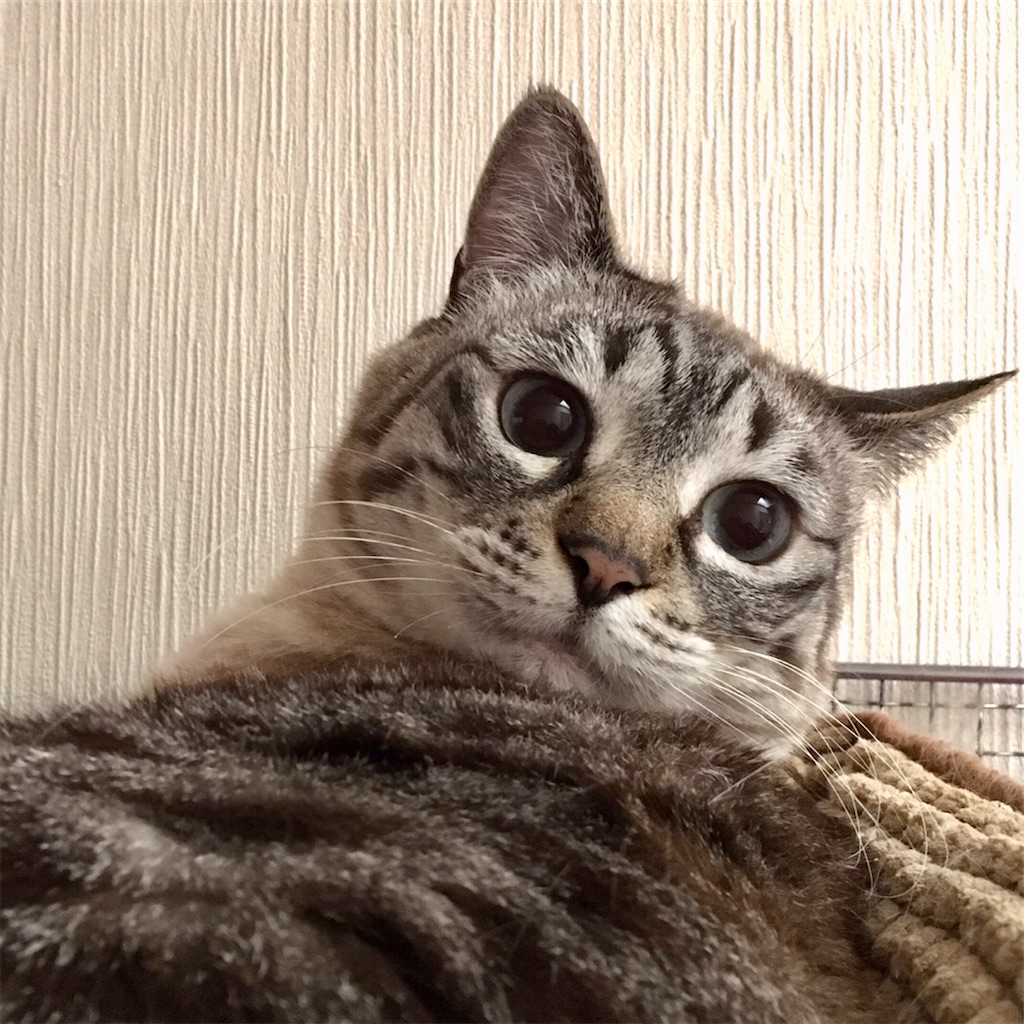 f:id:munazouchan48:20221009185956j:image