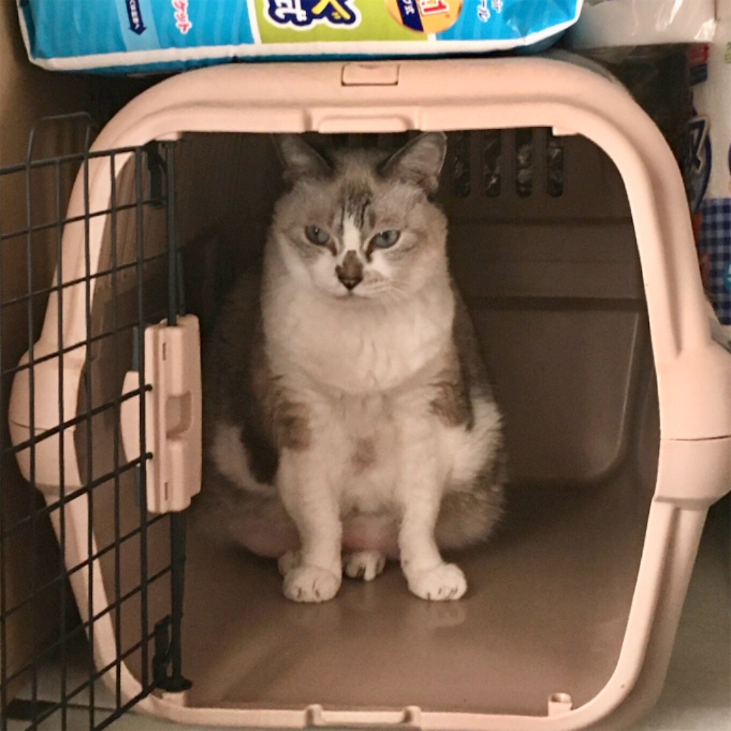 f:id:munazouchan48:20221009190018j:image