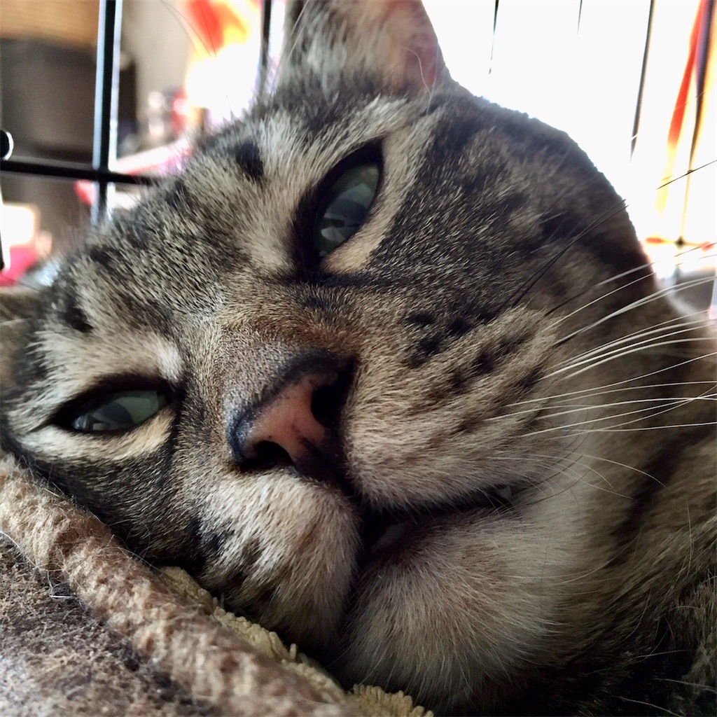 f:id:munazouchan48:20221009190657j:image