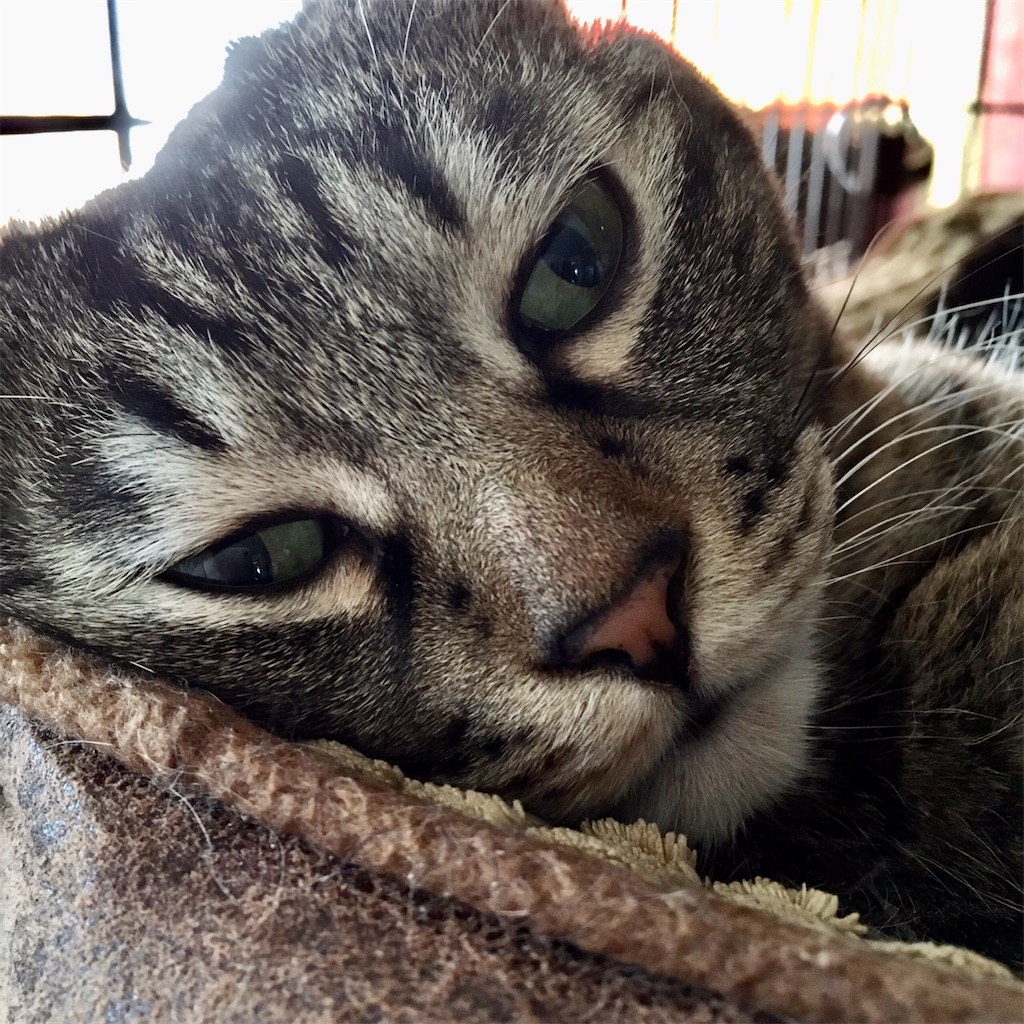 f:id:munazouchan48:20221009190901j:image