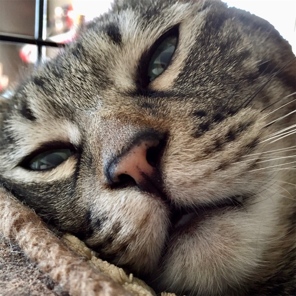 f:id:munazouchan48:20221009190948j:image