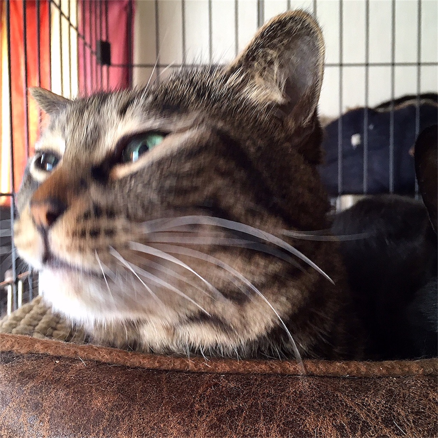 f:id:munazouchan48:20230730151904j:image