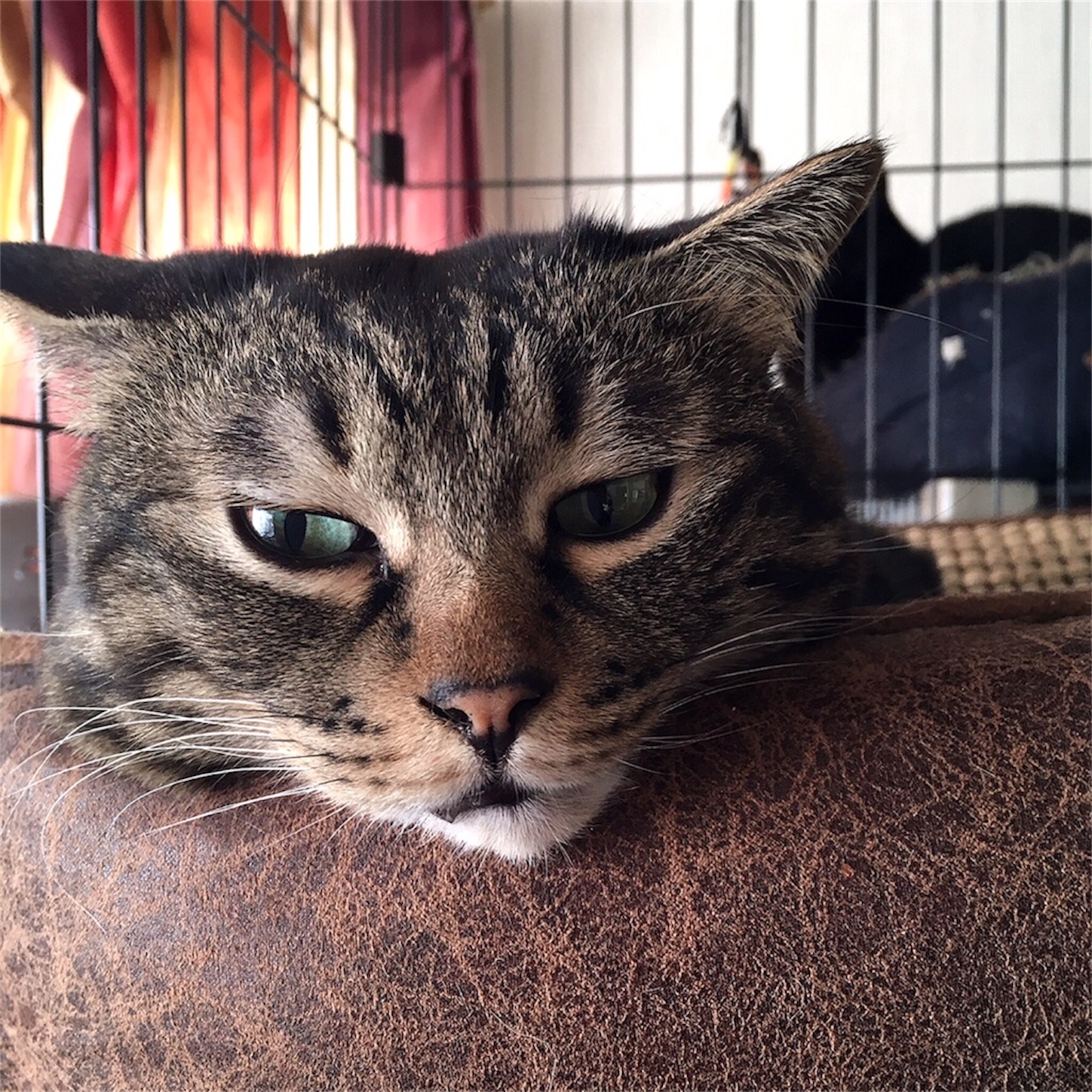 f:id:munazouchan48:20230730152222j:image