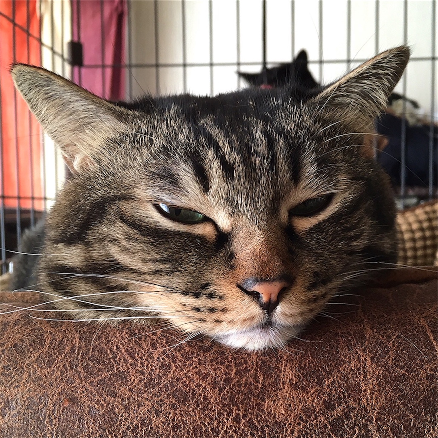 f:id:munazouchan48:20230730152248j:image