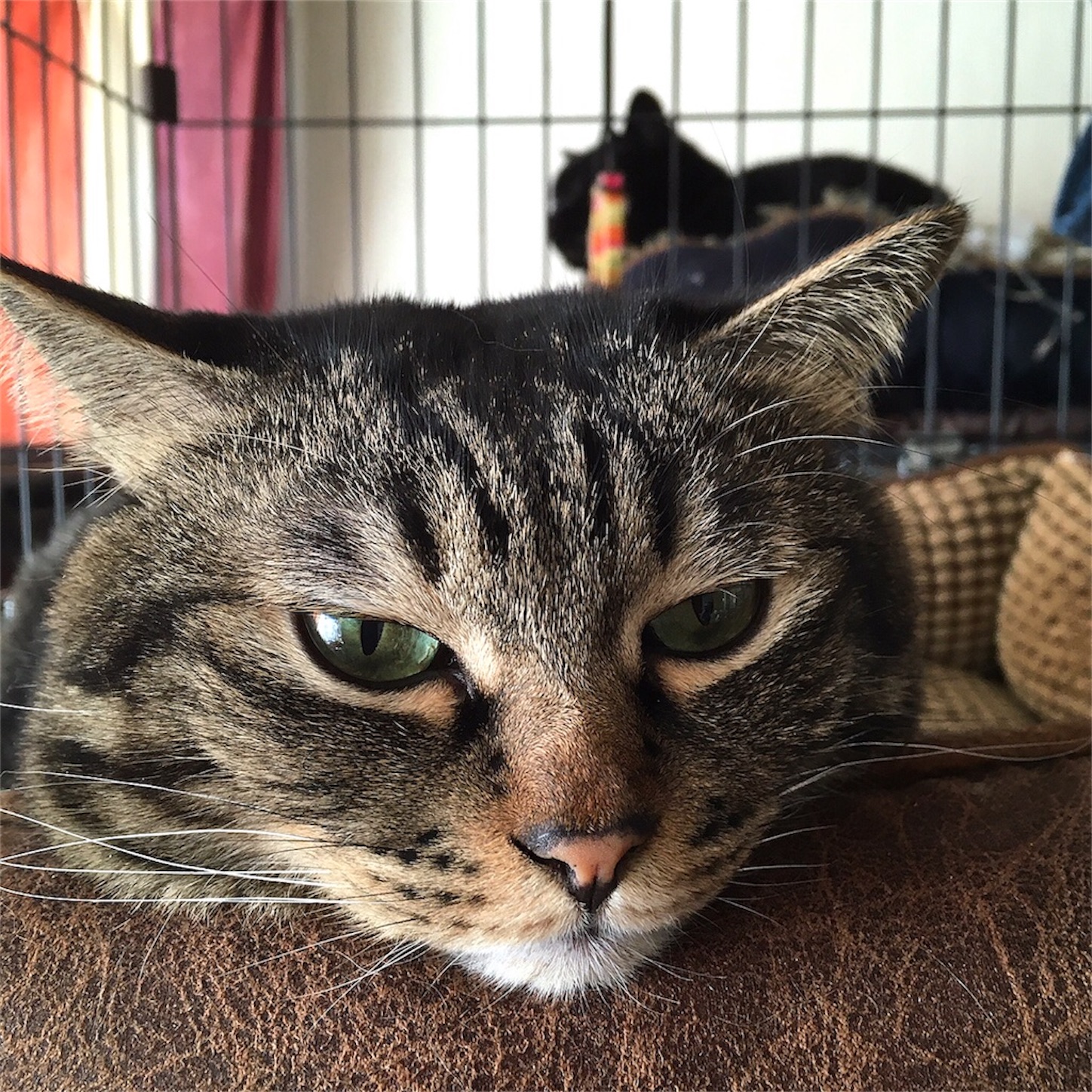 f:id:munazouchan48:20230730152347j:image