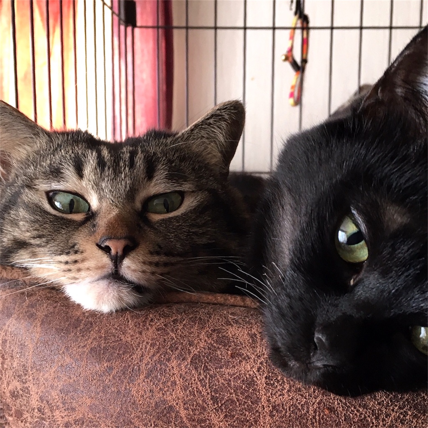 f:id:munazouchan48:20230730152558j:image