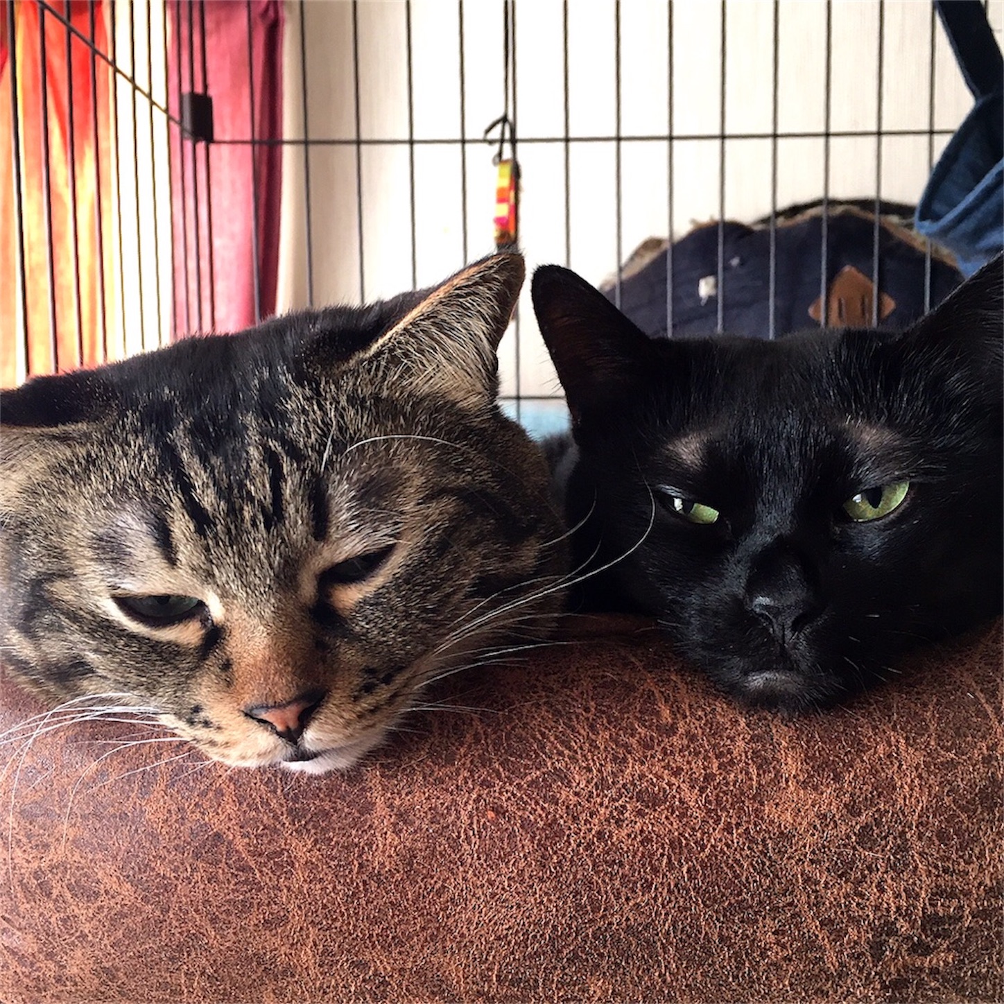 f:id:munazouchan48:20230730152636j:image