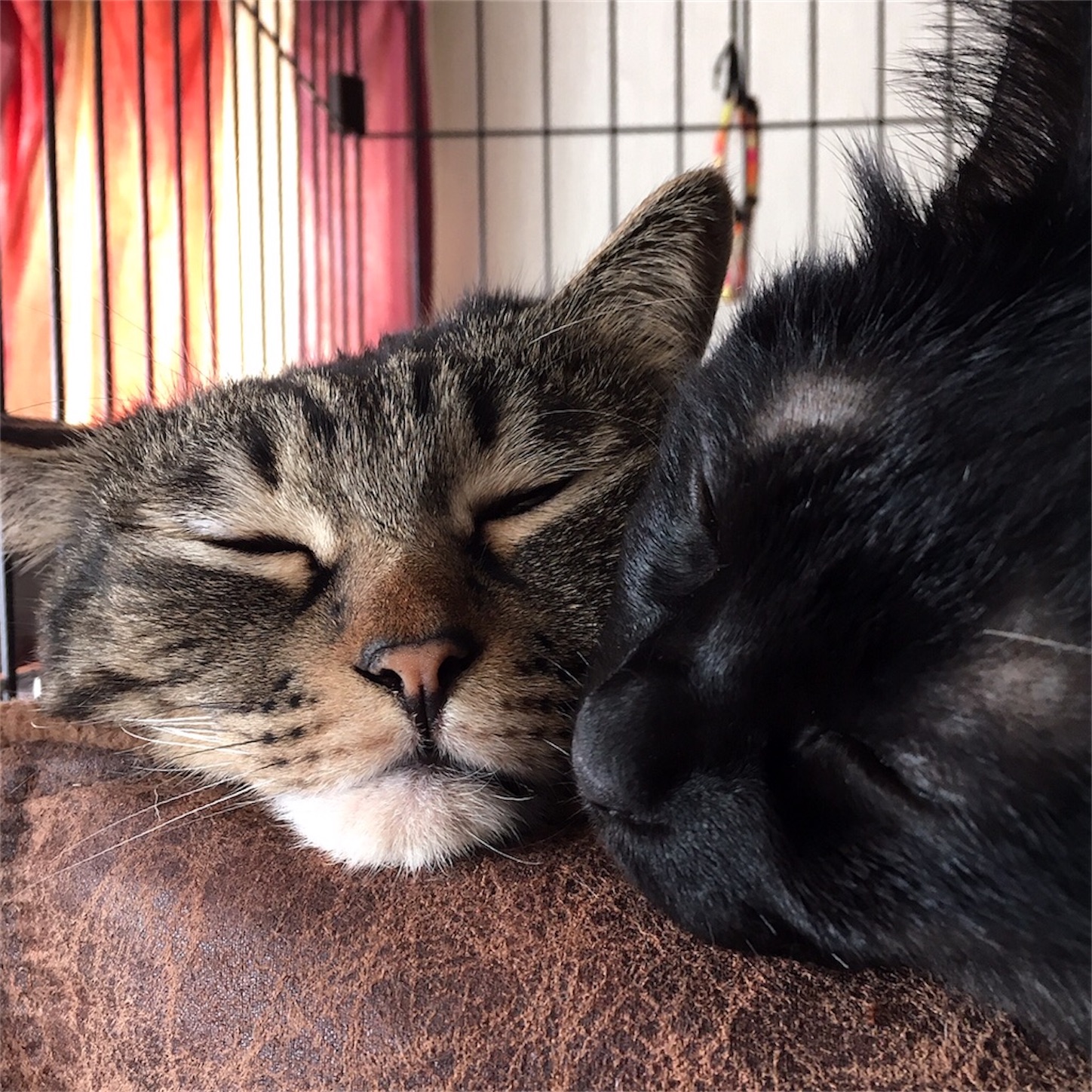 f:id:munazouchan48:20230730152653j:image