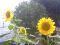 20090627164200