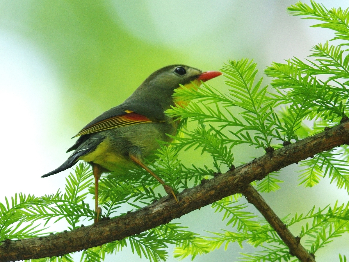 f:id:mune0001:20190512150320j:plain f:id:mune0001:20190512150320j:plain