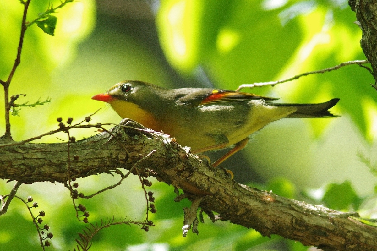 f:id:mune0001:20190512150412j:plain f:id:mune0001:20190512150412j:plain
