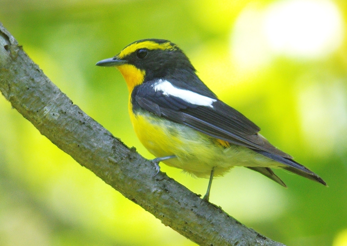 f:id:mune0001:20190512150722j:plain f:id:mune0001:20190512150722j:plain