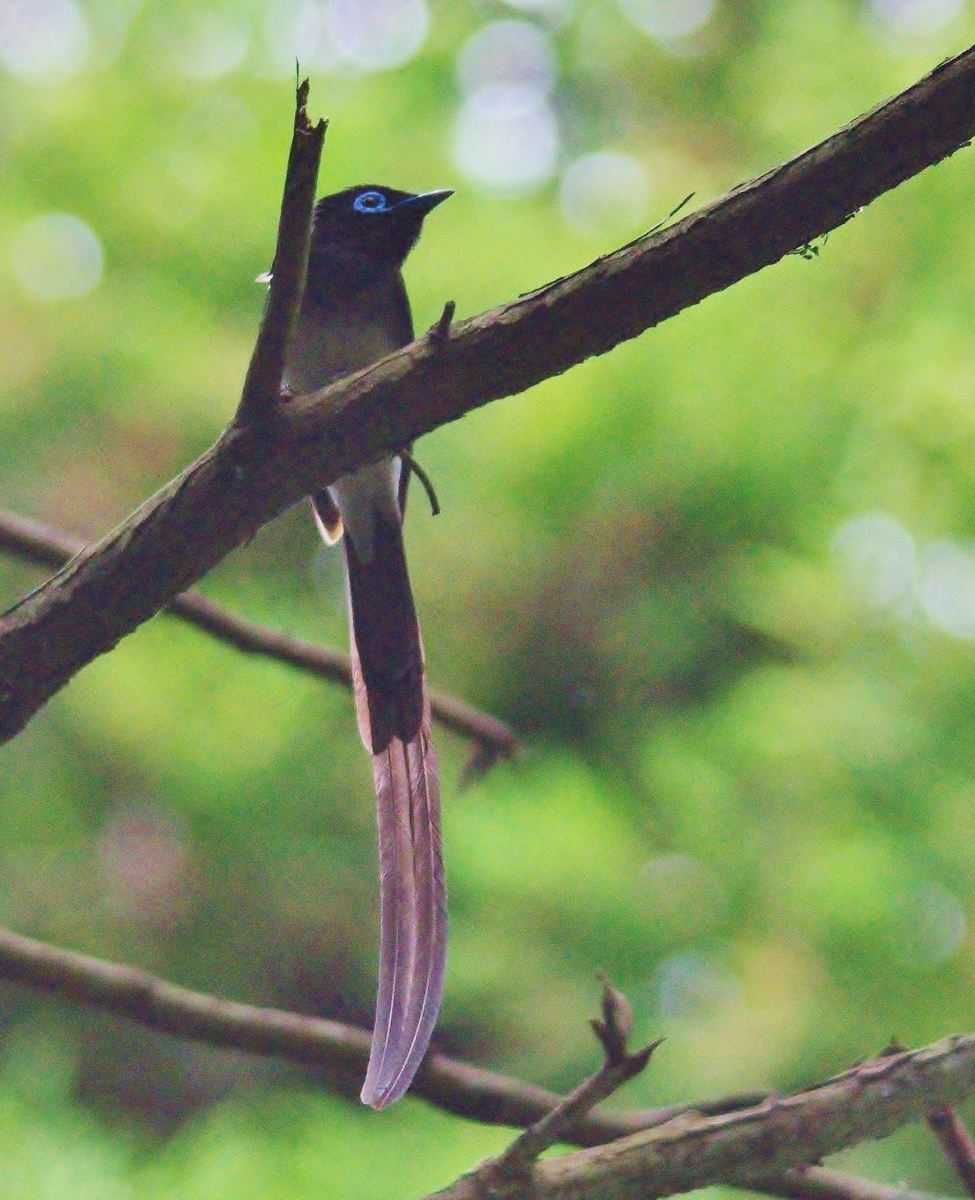 f:id:mune0001:20190605145048j:plain f:id:mune0001:20190605145048j:plain
