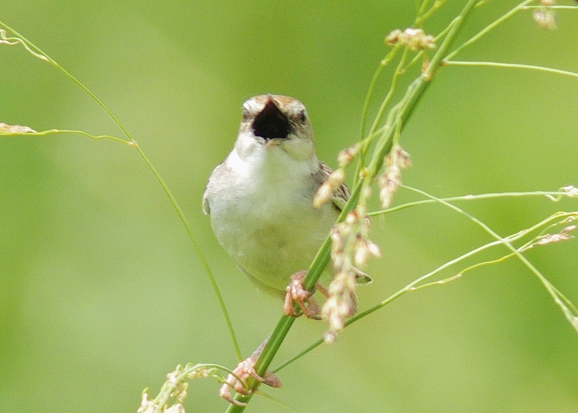 f:id:mune0001:20190817121224j:plain f:id:mune0001:20190817121224j:plain