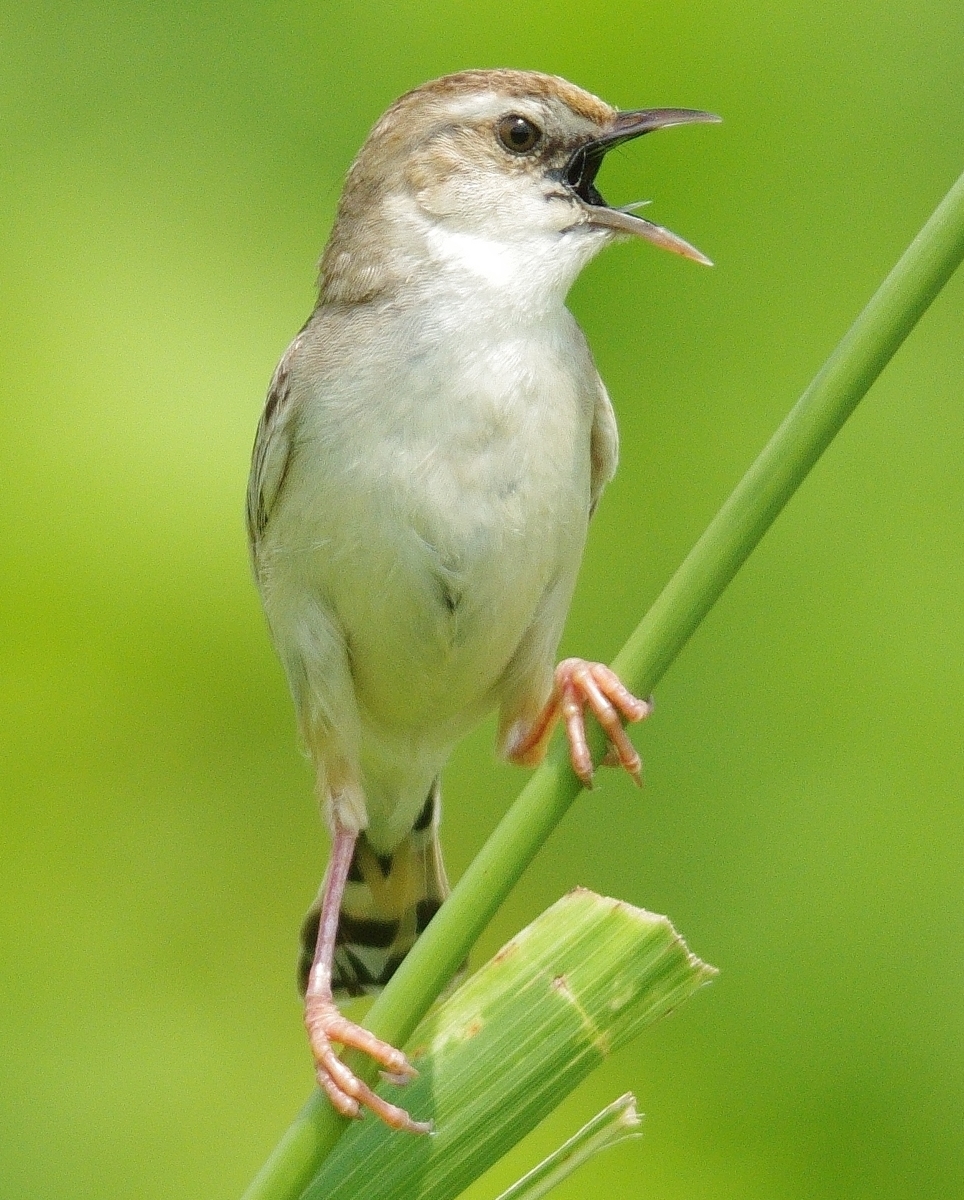 f:id:mune0001:20190817121240j:plain f:id:mune0001:20190817121240j:plain