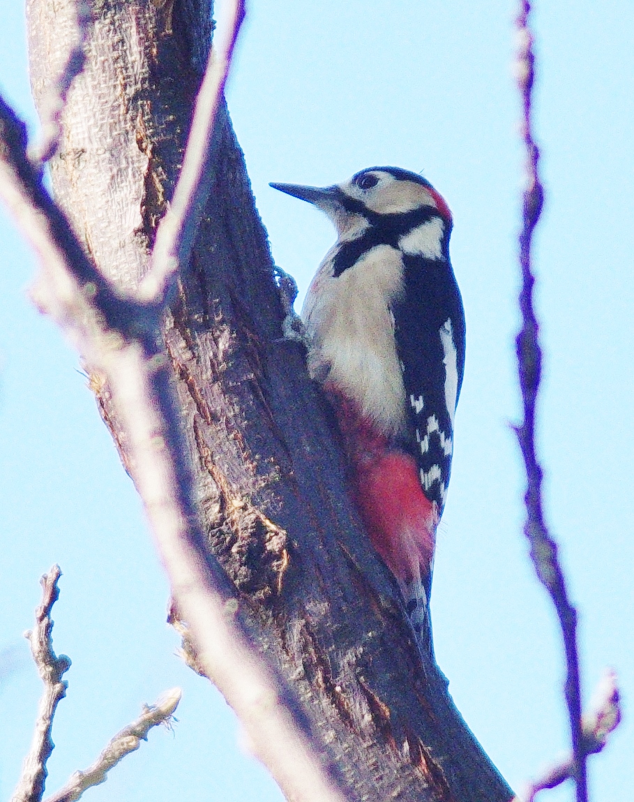 f:id:mune0001:20191129155924j:plain