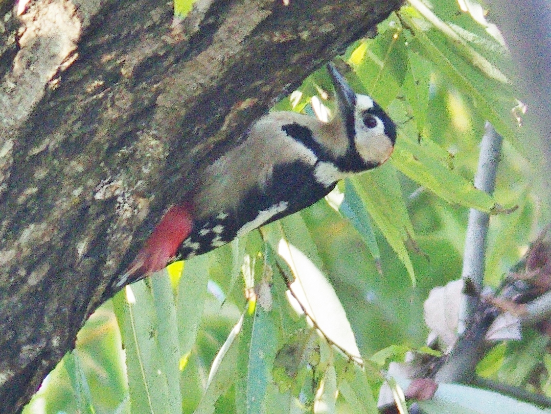 f:id:mune0001:20191129155947j:plain