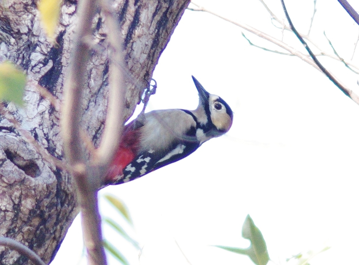 f:id:mune0001:20191129160015j:plain